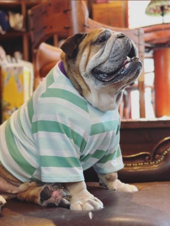 2way MULTI BORDER TEE　Englishbulldog