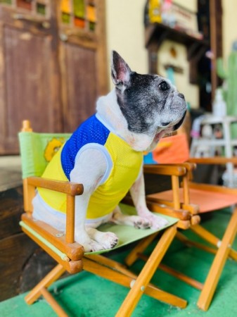 multiメッシュタンク　FrenchBulldog