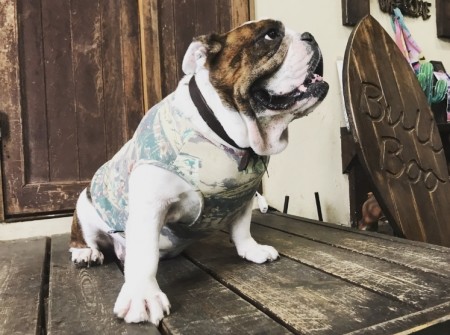 ラストサマータンク　EnglishBulldog