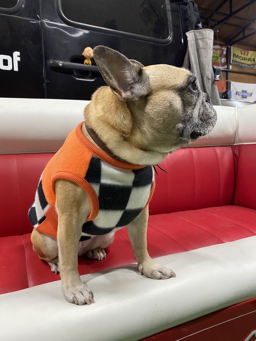 モーターチェッカータンク French Bulldog