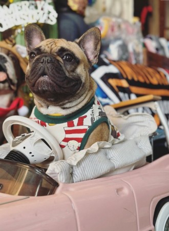 Xmas!!French Bulldog