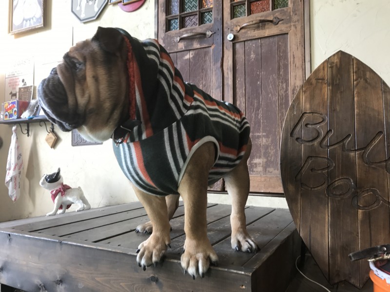 VIVIT” ボアタンク  English Bulldog