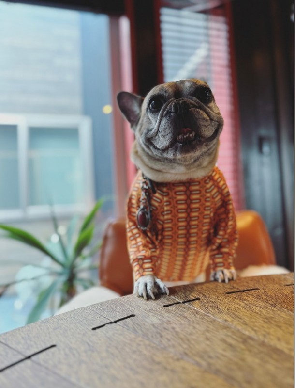 nostalgic フィットジャージ　FrenchBulldog